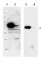 Ribosomal L1 Domain Containing 1 antibody, orb345591, Biorbyt, Western Blot image 