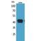 Bone Morphogenetic Protein 8a antibody, LS-C387065, Lifespan Biosciences, Western Blot image 