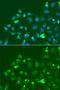 Activating Transcription Factor 3 antibody, 15-007, ProSci, Immunofluorescence image 