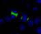 Centromere protein F antibody, IHC-00065, Bethyl Labs, Immunohistochemistry frozen image 