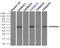 Alpha-1-antitrypsin antibody, LS-B10261, Lifespan Biosciences, Immunoprecipitation image 