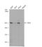 Tet Methylcytosine Dioxygenase 2 antibody, NBP2-43552, Novus Biologicals, Western Blot image 