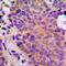 ADP Dependent Glucokinase antibody, LS-C354210, Lifespan Biosciences, Immunohistochemistry paraffin image 