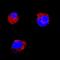 KIT Ligand antibody, PA5-47284, Invitrogen Antibodies, Immunocytochemistry image 