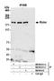 RPTOR Independent Companion Of MTOR Complex 2 antibody, NB100-611, Novus Biologicals, Western Blot image 