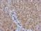 Tkt antibody, NBP2-14927, Novus Biologicals, Immunohistochemistry paraffin image 