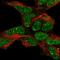 Tyrosyl-DNA Phosphodiesterase 2 antibody, HPA074011, Atlas Antibodies, Immunofluorescence image 