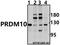 PR/SET Domain 10 antibody, A10236, Boster Biological Technology, Western Blot image 