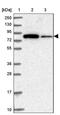 Mitogen-Activated Protein Kinase Kinase Kinase 12 antibody, PA5-58998, Invitrogen Antibodies, Western Blot image 