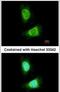 Acyl-CoA Dehydrogenase Very Long Chain antibody, PA5-29959, Invitrogen Antibodies, Immunofluorescence image 