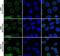 Lamin A/C antibody, NBP2-59937, Novus Biologicals, Immunocytochemistry image 
