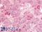 G Protein-Coupled Receptor 12 antibody, LS-A79, Lifespan Biosciences, Immunohistochemistry frozen image 