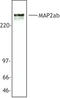 MAP2 antibody, LS-C40948, Lifespan Biosciences, Western Blot image 