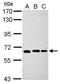 Intracisternal A Particle-Promoted Polypeptide antibody, GTX112445, GeneTex, Western Blot image 