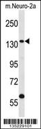 Centrobin, Centriole Duplication And Spindle Assembly Protein antibody, 58-510, ProSci, Western Blot image 