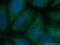 TUB Like Protein 3 antibody, 13637-1-AP, Proteintech Group, Immunofluorescence image 