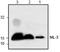 Interleukin 3 antibody, TA319038, Origene, Western Blot image 