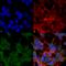 VGluT2 antibody, 56515, QED Bioscience, Immunocytochemistry image 