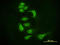 Argonaute RISC Catalytic Component 2 antibody, LS-B6224, Lifespan Biosciences, Immunofluorescence image 
