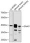 G Protein Subunit Alpha I1 antibody, 23-741, ProSci, Western Blot image 