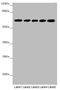 Stress Induced Phosphoprotein 1 antibody, A54796-100, Epigentek, Western Blot image 