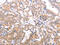 TRAF3 Interacting Protein 1 antibody, CSB-PA969451, Cusabio, Immunohistochemistry frozen image 