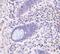 Leucine Rich Repeat Containing 1 antibody, PA5-19994, Invitrogen Antibodies, Immunohistochemistry frozen image 