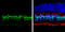 Cyclin Dependent Kinase Inhibitor 1B antibody, GTX100446, GeneTex, Immunohistochemistry frozen image 