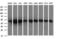 Zinc finger and SCAN domain-containing protein 21 antibody, LS-C174707, Lifespan Biosciences, Western Blot image 