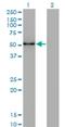 Zinc Finger And SCAN Domain Containing 21 antibody, H00007589-M16, Novus Biologicals, Western Blot image 