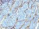 Nerve Growth Factor Receptor antibody, V2764SAF-100UG, NSJ Bioreagents, Flow Cytometry image 