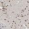 SRSF Protein Kinase 2 antibody, NBP1-87048, Novus Biologicals, Immunohistochemistry frozen image 