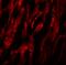 Autophagy Related 9A antibody, A03757, Boster Biological Technology, Immunofluorescence image 