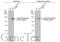 ATPase Na+/K+ Transporting Subunit Alpha 1 antibody, GTX635461, GeneTex, Western Blot image 