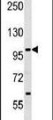 Salt Inducible Kinase 1 antibody, PA5-15371, Invitrogen Antibodies, Western Blot image 