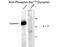 Dynamin 1 antibody, GTX82702, GeneTex, Western Blot image 