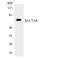 Solute Carrier Family 7 Member 4 antibody, LS-C200700, Lifespan Biosciences, Western Blot image 