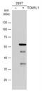 Target Of Myb1 Like 1 Membrane Trafficking Protein antibody, NBP2-20681, Novus Biologicals, Western Blot image 