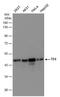 Testin antibody, PA5-78467, Invitrogen Antibodies, Western Blot image 