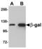 Galactosidase Beta 1 antibody, MBS150452, MyBioSource, Western Blot image 