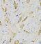 FMOD antibody, FNab03121, FineTest, Immunohistochemistry frozen image 