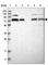 Aminoacylproline aminopeptidase antibody, HPA030419, Atlas Antibodies, Western Blot image 
