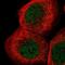 Peptidyl-prolyl cis-trans isomerase-like 3 antibody, NBP2-13794, Novus Biologicals, Immunofluorescence image 