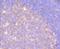 Alpha-1-antitrypsin antibody, NBP2-67135, Novus Biologicals, Immunohistochemistry paraffin image 