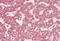 Electron Transfer Flavoprotein Subunit Beta antibody, orb20635, Biorbyt, Immunohistochemistry paraffin image 