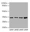 General Transcription Factor IIE Subunit 2 antibody, LS-C285521, Lifespan Biosciences, Western Blot image 