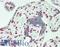 RALY Heterogeneous Nuclear Ribonucleoprotein antibody, LS-B14461, Lifespan Biosciences, Immunohistochemistry paraffin image 