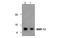 Growth Differentiation Factor 7 antibody, MBS835793, MyBioSource, Western Blot image 