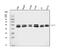 Autophagy Related 4A Cysteine Peptidase antibody, A06539-3, Boster Biological Technology, Western Blot image 