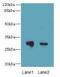 Dynein Axonemal Light Intermediate Chain 1 antibody, LS-C396334, Lifespan Biosciences, Western Blot image 